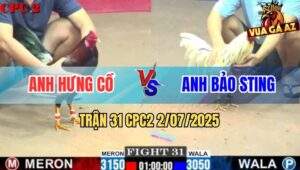 Trận 31 CPC2 2/7/2025 - Gà Anh Hưng Đâm Bướm Hiệu Bảo Sting Nằm Đống