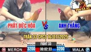 Trận 33 CPC3 16/7/2025 - Điều Cọp Anh Thắng Đâm Bại Liệt Gà Anh Phát