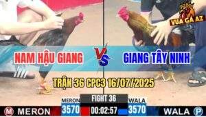 Trận 36 CPC3 16/7/2025 - Gà Que Anh Giang Gãy Giò Vẫn Kết Liễu Đối Thủ