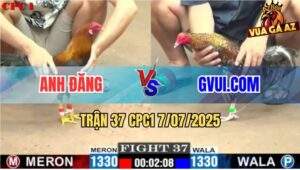 Trận 37 CPC1 7/7/2025 - Gà Điều Xử Gà Cú GVUI.COM Chết Không Kịp Ngáp