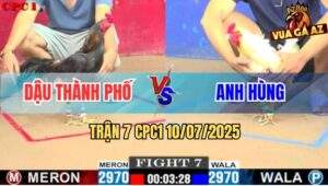 Trận 7 CPC1 10/7/2025 - Gà Que Anh Dậu Thành Phố Đá Gà Úa Ói Xanh Mặt