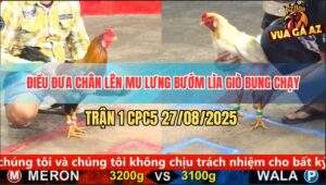 Trận 1 CPC5 27/8/2025 - Điều Siết Cây Lưng Bướm Khập Khiễng Bỏ Chạy