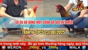 Trận 16 CPC5 23/8/2025 - Gà Que Đâm Nhiều Không Bằng Gà Úa Đá 1 Phát