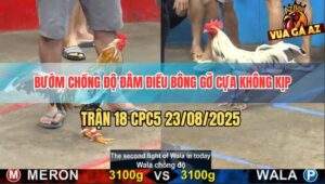 Trận 18 CPC5 23/8/2025 - Bướm Lên 2 Đâm Điều Bông Không Trượt Phát Nào