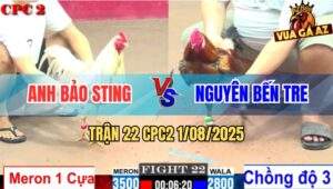 Trận 22 CPC2 1/8/2025 - Vàng Tàu Lên 3 Đá Bướm Hiệu Bảo Sting Gãy Giò