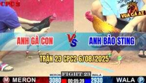 Trận 23 CPC2 6/8/2025 - Khét Cọp Bảo Sting Nhấp Chân Đầu Ô Chạy Chết