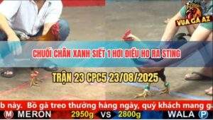 Trận 23 CPC5 23/8/2025 - Chuối Chân Xanh Siết 1 Hơi Là Có Kết Quả