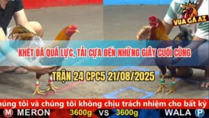 Trận 24 CPC5 21/8/2025 - Gà Khét Đá Quá Lực, Có Chân Cúp Điện Phút 90