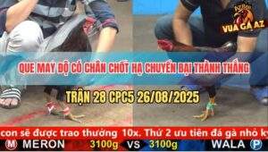 Trận 28 CPC5 26/8/2025 - Gà Que May Độ Có Chân Xạo Lờ Cứu Chủ