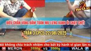 Trận 3 CPC5 22/8/2025 - Điều Chân Vàng Đá Toàn Mu Lưng Xanh Ói Xì Cơm