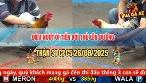 Trận 31 CPC5 26/8/2025 - Gà Điều Nuốt Ói Đâm Bướm Tắt Điện Quá Hay