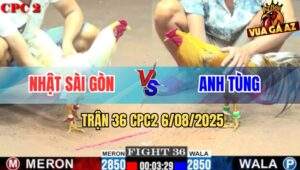 Trận 36 CPC2 6/8/2025 - Khét Đuôi Lao Anh Tùng Đâm Cựa Như Chỉa