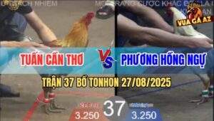 Trận 37 Bồ TonHon 27/8/2025 - Anh Tuấn Cần Thơ Và Anh Phương Hồng Ngự