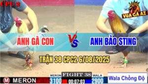 Trận 38 CPC2 6/8/2025 - Khét Cọp Bảo Sting Lên 2 Ngấm Đòn Bung Chạy