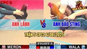 Trận 5 CPC2 6/8/2025 - Khét Đuôi Lao Anh Bảo Sting Chưa Đá Đã Chạy