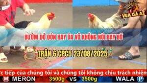 Trận 6 CPC5 23/8/2025 - Gà Úa Đá Chân Nào Bướm Đỡ Hết Chân Đó