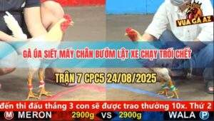 Trận 7 CPC5 24/8/2025 - Gà Úa Vũ Mấy Cước Bướm Lật Xe Hết Cứu