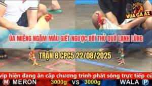 Trận 8 CPC5 22/8/2025 - Úa Ngậm Máu Giết Ngược Đối Thủ Quá Lạnh Lùng