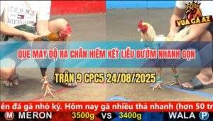 Trận 9 CPC5 24/8/2025 - Gà Que Tiễn Bướm Lên Đường Ngay Sau 1 Tay Nước