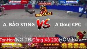 Trận 4 Tonhon 13_08_2025 - Điều Cọp Anh Bảo Sting Hạ Đẹp Úa Hiệu Gà Cam