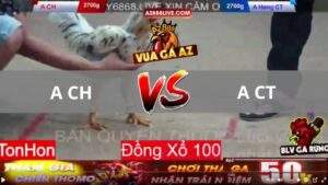 Trận 9 Tonhon 13_08_2025 - Chuối Tránh Né Canh Chặn Quá Hay Hạ Đẹp Gà Bướm