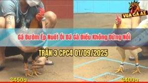 Trận 3 CPC4 1/9/2025