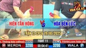 Trận 12 CPC6 19/10/2025 - Gà Xám Anh Hòa Phản Ăn 1 Đựa Biện Ra Đảo