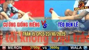 Trận 15 CPC5 23/10/2025 - Gà Anh Tèo Đen Đâm Tàn Canh Vô Trong Đứt Hơi