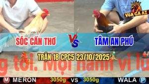 Trận 18 CPC5 23/10/2025 - Camelo Anh Sóc Cần Thơ Báo Hại Hàng Sáo