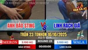 Trận 23 TonHon 10/10/2025 - Bảo Sting Thất Thủ Trước Anh Linh Rạch Giá