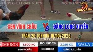 Trận 26 TonHon 10/10/2025 - Gà Anh Đăng Kém 2 Chấm Lụm Xổ 500 Quá Đẹp