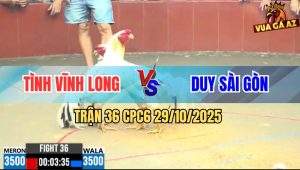 Trận 36 CPC6 29/10/2025 - 2 Con Cứng Mình Vô Trong Hòa Tang Vui Tiền