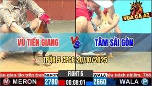 Trận 5 CPC6 20/10/2025 - Điều Mặt Râu Anh Vũ Đâm Gà Bướm Banh Ngực
