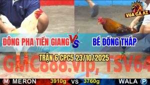 Trận 6 CPC5 23/10/2025 - Gà Bướm Đá Điều Cọp Anh Bé Ê Càng Bung Chạy
