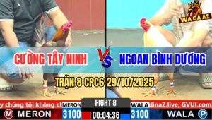 Trận 8 CPC6 29/10/2025 - Úa Canh Chặn Đâm Khét Cây Ngực Hết Đường Sống