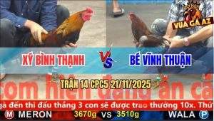 Trận 14 CPC5 21/11/2025 - Điều Đá Phủ Đầu Lấy Mạng Gà Xám Anh Bé