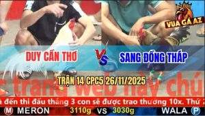 Trận 14 CPC5 26/11/2025 - Gà Xám Anh Sang Đá Gió Gà Bướm Cũng Té
