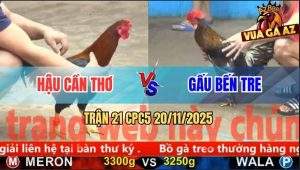 Trận 21 CPC5 20/11/2025 - Xám Cọp Anh Gấu Đá Như Máy Điều Quên Lối Về