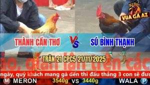 Trận 21 CPC5 21/11/2025 - Gà Cú Anh Thành Cần Thơ Tải Cựa Quá Tốt