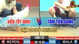 Trận 22 CPC6 4/11/2025 - Gà Úa Anh Viễn Nhảy Mấy Phát Xanh Còn Một Giò
