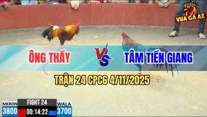 Trận 24 CPC6 4/11/2025 - Gà Vàng Ông Thầy Đâm Gà Điều Không Kịp Gỡ Cựa