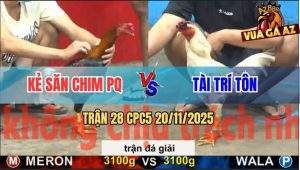 Trận 28 CPC5 20/11/2025 - Kẻ Săn Chim Phú Quốc Gặp Anh Tài Trí Tôn