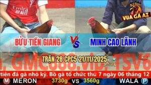 Trận 28 CPC5 21/11/2025 - Gà Xanh Lọt Té, Chủ Gà Đỏ Ôm Gà Hết Phản