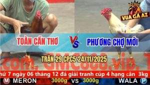 Trận 29 CPC5 24/11/2025 - Bướm Mồng Trà Anh Phương Đâm Cựa Bao Dính