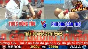Trận 30 CPC5 23/11/2025 - Bướm Anh Phương Đậu Trên Bông Bị Đá Lộn Cổ