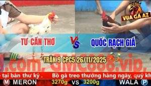 Trận 9 CPC5 26/11/2025 - Bướm Anh Tư Đá Điều Anh Quốc Đầu Chấm Muối