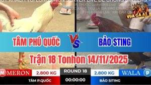 Trận 18 Tonhon 14/11/2025