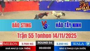Trận 55 Tonhon 14/11/2025