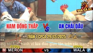 Trận 1 CPC4 29/12/2025 - Gà Bướm Anh An Khai Màn Đá Đối Thủ Bay Bồ
