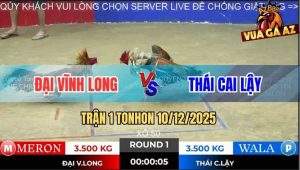 Trận 1 TonHon 10/12/2025 - Gà Cú Anh Thái Mở Bát Đá Điều Chạy Chết